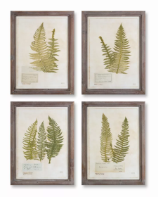 Framed Fern Print (Set of 4) 17.75" x 23.5"H Wood/Glass